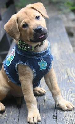 Lap of Love Veterinary Hospice Clinton,
Pennsylvania Testimonial for Dr. Michelle Martinek
by Andrea undefined