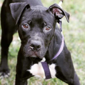 Lap of Love Veterinary Hospice Allentown,
Pennsylvania Testimonial for Dr. Amy Parrish
by Jennifer undefined