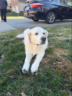 Lap of Love Veterinary Hospice Cary,
North Carolina Testimonial for Dr. Linda Sands
by Can & Eda & Ece undefined