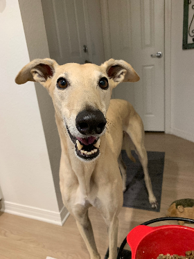 Lap of Love Veterinary Hospice Irvine,
California Testimonial for Dr. B Ankone
by Tawni undefined