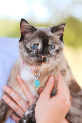 Lap of Love Veterinary Hospice Dunedin,
Florida Testimonial for Dr. Loren Gassler
by Alex undefined