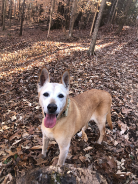 Lap of Love Veterinary Hospice Charlotte,
North Carolina Testimonial for Dr. Dane Buenten
by Wes undefined