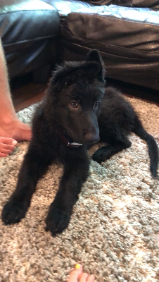 Lap of Love Veterinary Hospice Pittsburgh,
Pennsylvania Testimonial for Dr. Michelle Martinek
by Troy undefined