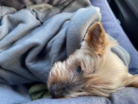 Lap of Love Veterinary Hospice Sacramento,
California Testimonial for Dr. Sam Counts
by Jeffrey undefined