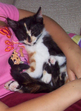 Lap of Love Veterinary Hospice Plymouth,
Indiana Testimonial for Dr. Jess Lisak
by Jen undefined