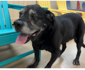 Lap of Love Veterinary Hospice Prairie City,
Iowa Testimonial for Dr. Jess Jenkins
by Eileen undefined