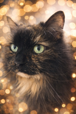 Lap of Love Veterinary Hospice Lancaster ,
New York Testimonial for Dr. Lauren Shamkhalov
by Kim & Pete undefined