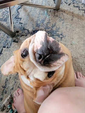 Lap of Love Veterinary Hospice Salt Lake City,
Utah Testimonial for Dr. Angela Guinn
by Destinee undefined