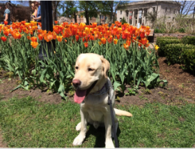 Lap of Love Veterinary Hospice Southfield ,
Michigan Testimonial for Dr. Emily Plock
by Jan undefined