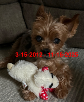 Lap of Love Veterinary Hospice Greensboro,
North Carolina Testimonial for Dr. Carrie Dobey
by Cindy undefined