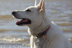 Lap of Love Veterinary Hospice Amelia ,
Ohio Testimonial for Dr. Meredith Leary
by Rhianna undefined