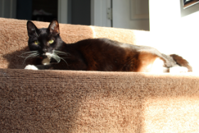 Lap of Love Veterinary Hospice Kansascity,
Missouri Testimonial for Dr. Susan Weis
by Sonya & Justin undefined