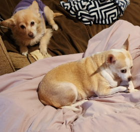 Lap of Love Veterinary Hospice League City,
Texas Testimonial for Dr. Ashley Maxey
by Joy Pasini undefined