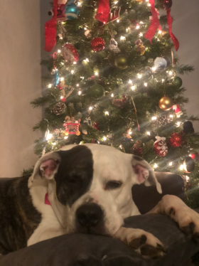 Lap of Love Veterinary Hospice Palmyra,
Pennsylvania Testimonial for Dr. Carling Sitterley
by Alexandra undefined