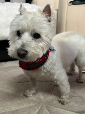 Lap of Love Veterinary Hospice Broadview Heights, 
		Ohio Testimonial for Dr. Candace Barath 
		by Jenny undefined