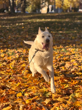 Lap of Love Veterinary Hospice Chicago ,
Illinois Testimonial for Dr. Jacob Baker
by Jacqueline undefined