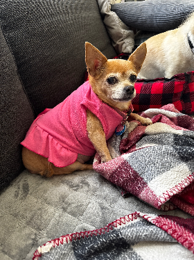 Lap of Love Veterinary Hospice Norfolk ,
Virginia Testimonial for Dr. Megan Salaj
by Jennifer undefined