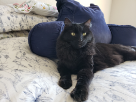 Lap of Love Veterinary Hospice Coal City,
Illinois Testimonial for Dr. Jennie Finks
by Bob and Cathy undefined