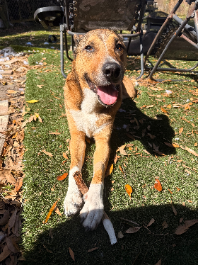 Lap of Love Veterinary Hospice Brandon,
Florida Testimonial for Dr. Mike Waldy
by Ashlyn undefined