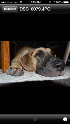 Lap of Love Veterinary Hospice New hudson ,
Michigan Testimonial for Dr. Laura Porta