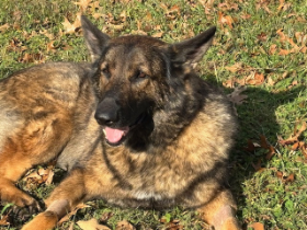 Lap of Love Veterinary Hospice Upper Marboro,
Maryland Testimonial for Dr. Carrie Hart-Lopez