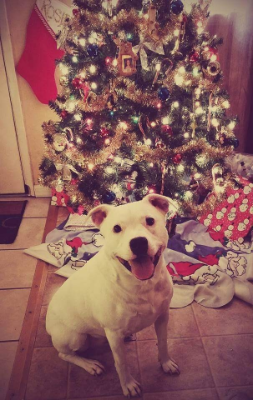 Lap of Love Veterinary Hospice Citrus Heights,
California Testimonial for Dr. Heather Breeze
by John undefined