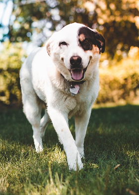 Lap of Love Veterinary Hospice Columbus ,
Ohio Testimonial for Dr. Laurie Fomby
by Victoria undefined