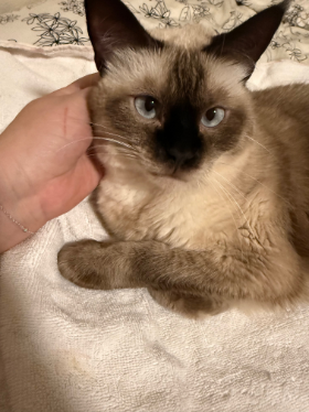 Lap of Love Veterinary Hospice Monmouth,
Oregon Testimonial for Dr. Gwynn Hallberg