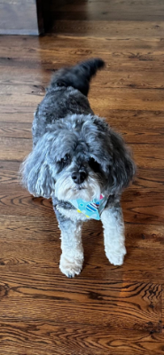 Lap of Love Veterinary Hospice Chattanooga,
Tennessee Testimonial for Dr. Maria Rogers
by Katie undefined