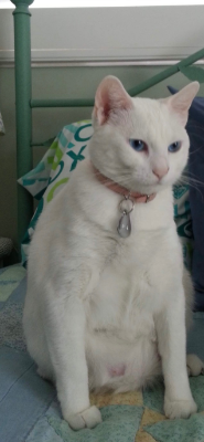 Lap of Love Veterinary Hospice North Palm Beach,
Florida Testimonial for Dr. Meagan Meador