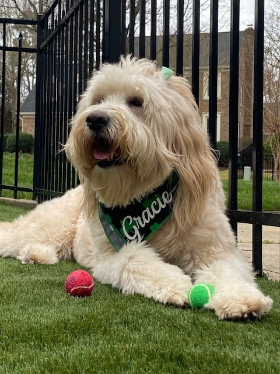 Lap of Love Veterinary Hospice CHARLOTTE,
North Carolina Testimonial for Dr. Dane Buenten
by LISA undefined