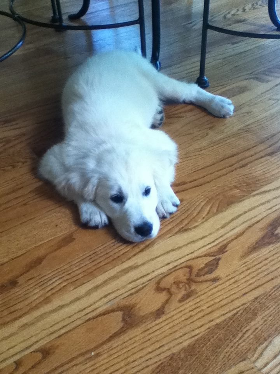 Lap of Love Veterinary Hospice Hinsdale,
Illinois Testimonial for Dr. Mike Ogden-Schuette
by Kaitlin undefined