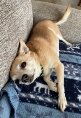 Lap of Love Veterinary Hospice Pottstown,
Pennsylvania Testimonial for Dr. Becky Frank
by Beth undefined