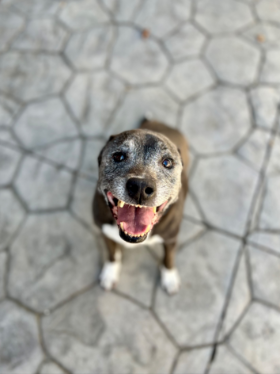 Lap of Love Veterinary Hospice Charlotte,
North Carolina Testimonial for Dr. Jodie Joseph
by Steen undefined