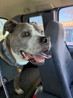 Lap of Love Veterinary Hospice Loveland ,
Colorado Testimonial for Dr. Kristine Peters
by Aliya and Trace undefined