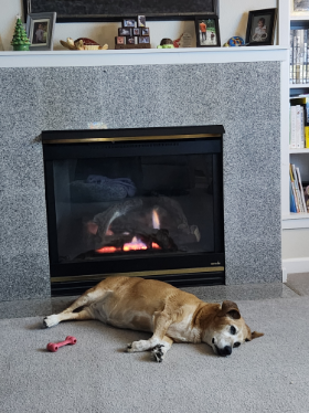 Lap of Love Veterinary Hospice Olympia ,
Washington Testimonial for Dr. Haley Hegedus
by Susan undefined