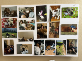 Lap of Love Veterinary Hospice Palm Coast,
Florida Testimonial for Dr. Ericka Mendez
by Katherine undefined