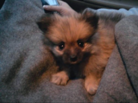 Lap of Love Veterinary Hospice Troy,
Illinois Testimonial for Dr. Chris Hanley
by Megan undefined