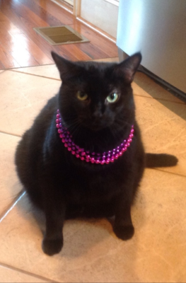Lap of Love Veterinary Hospice Harrisburg, 
		North Carolina Testimonial for Dr. Jodie Joseph 
		by Betsy undefined