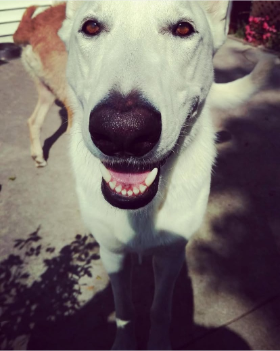 Lap of Love Veterinary Hospice Des Moines ,
Iowa Testimonial for Dr. Jess Jenkins
by Laurel undefined