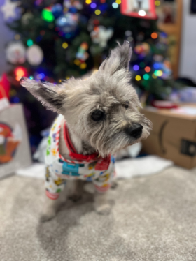 Lap of Love Veterinary Hospice Roxborough ,
Colorado Testimonial for Dr. Tracy Oakes
by Ann undefined