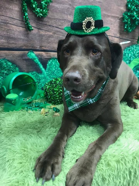 Lap of Love Veterinary Hospice Ofallon,
Missouri Testimonial for Dr. Chris Hanley