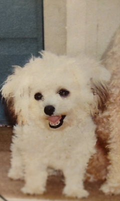 Lap of Love Veterinary Hospice Glen Burnie,
Maryland Testimonial for Dr. Kelly Stockton
by Dorcas undefined