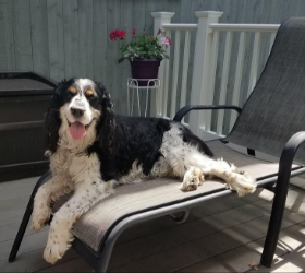 Lap of Love Veterinary Hospice Bedford,
New Hampshire Testimonial for Dr. Carolyn Leahy
by Barb undefined