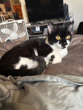 Lap of Love Veterinary Hospice Columbia,
Pennsylvania Testimonial for Dr. Amy Fish
by Rich undefined