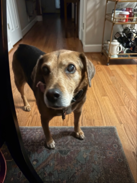 Lap of Love Veterinary Hospice Wake Forest,
North Carolina Testimonial for Dr. Katie Rodriguez
by SE undefined