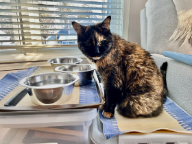 Lap of Love Veterinary Hospice Waltham,
Massachusetts Testimonial for Dr. Jessica Hoffman