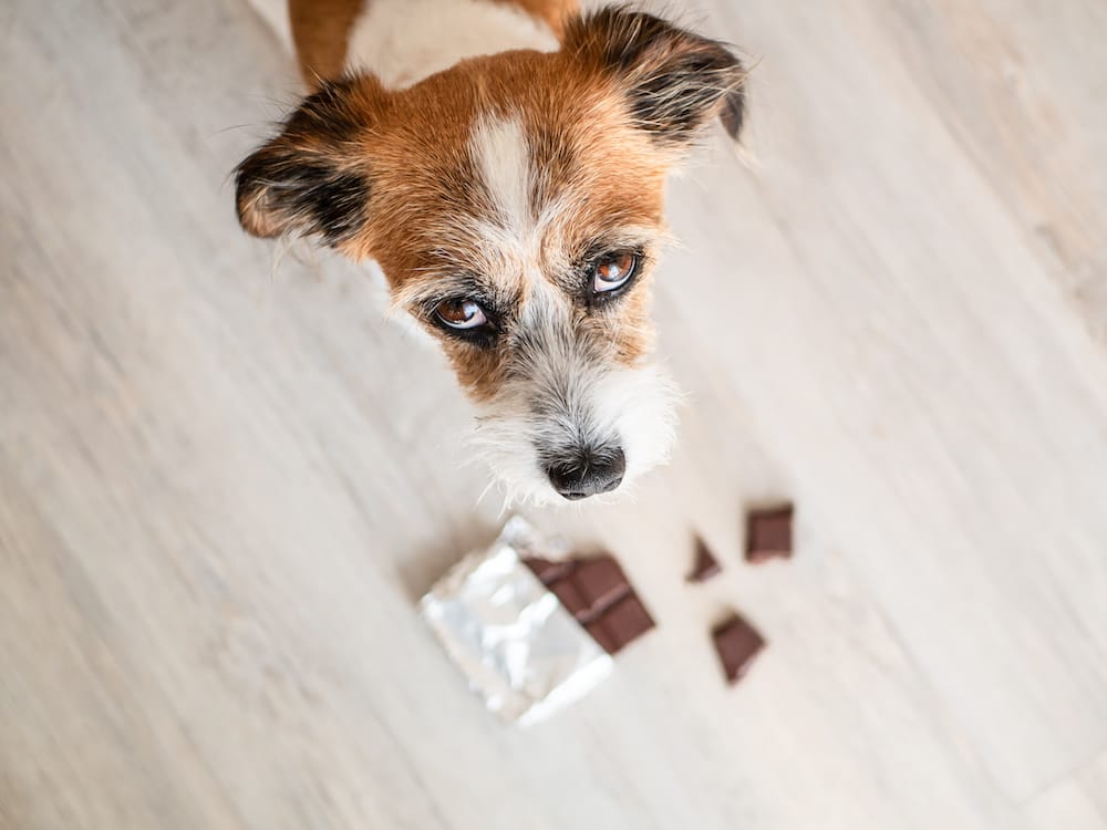 Dog ate shop semi sweet chocolate