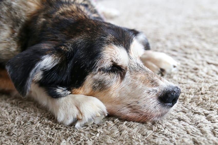 what causes head pressing in dogs