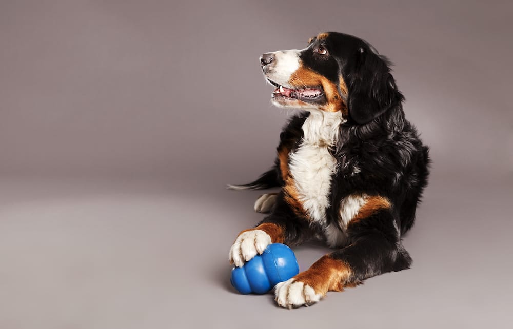 Toys You Should Avoid With Senior Dogs - Vetstreet